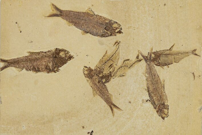 Limestone with Seven Fossil Fish (Three Species) - Wyoming #356767